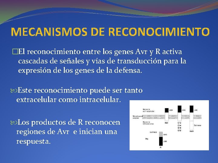 MECANISMOS DE RECONOCIMIENTO �El reconocimiento entre los genes Avr y R activa cascadas de