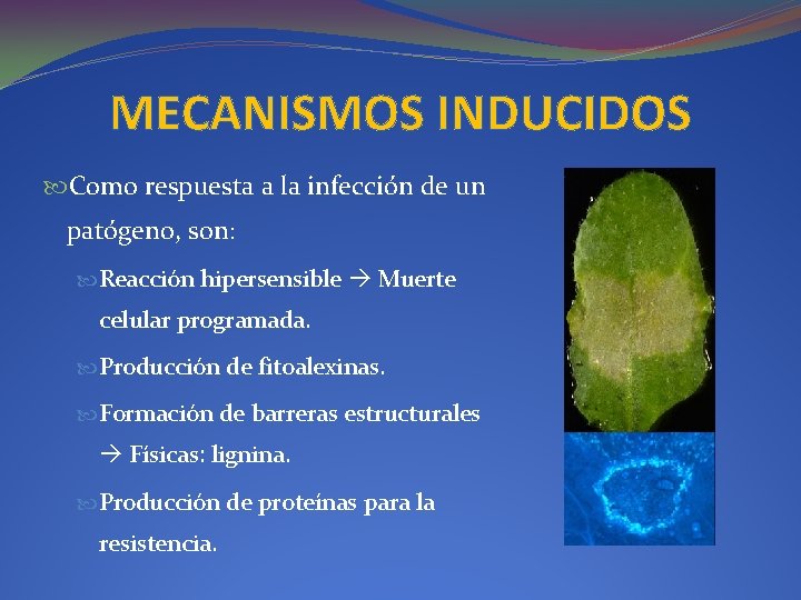 MECANISMOS INDUCIDOS Como respuesta a la infección de un patógeno, son: Reacción hipersensible Muerte