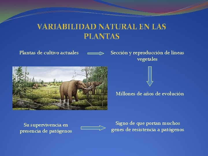 VARIABILIDAD NATURAL EN LAS PLANTAS Plantas de cultivo actuales Sección y reproducción de líneas