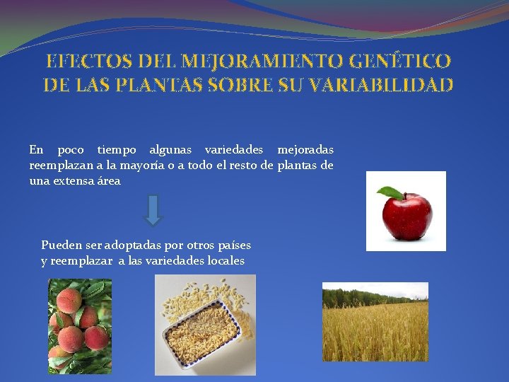 EFECTOS DEL MEJORAMIENTO GENÉTICO DE LAS PLANTAS SOBRE SU VARIABILIDAD En poco tiempo algunas