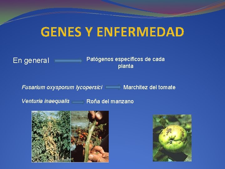 GENES Y ENFERMEDAD En general Patógenos específicos de cada planta Fusarium oxysporum lycopersici Venturia