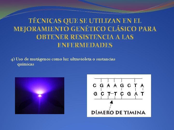 TÉCNICAS QUE SE UTILIZAN EN EL MEJORAMIENTO GENÉTICO CLÁSICO PARA OBTENER RESISTENCIA A LAS