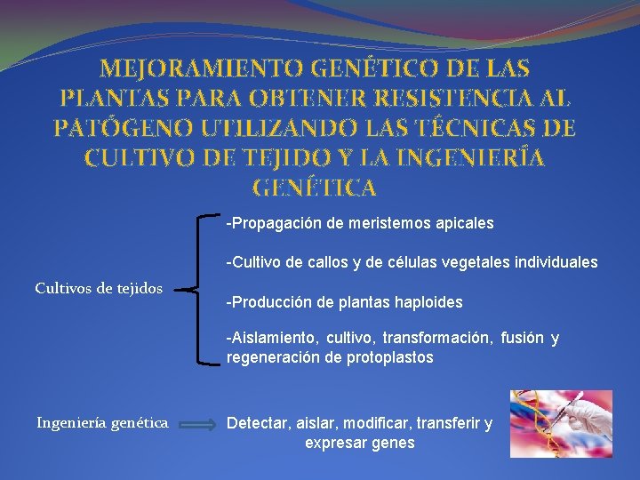 MEJORAMIENTO GENÉTICO DE LAS PLANTAS PARA OBTENER RESISTENCIA AL PATÓGENO UTILIZANDO LAS TÉCNICAS DE