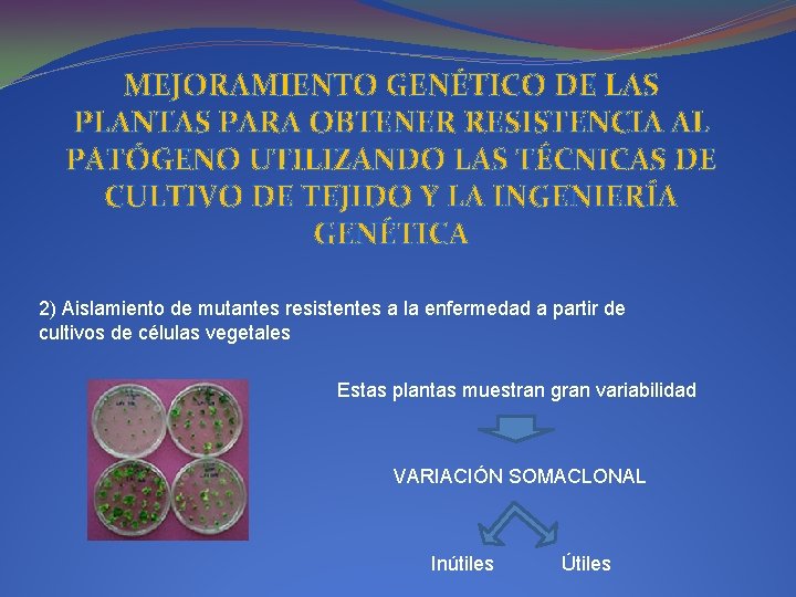 MEJORAMIENTO GENÉTICO DE LAS PLANTAS PARA OBTENER RESISTENCIA AL PATÓGENO UTILIZANDO LAS TÉCNICAS DE