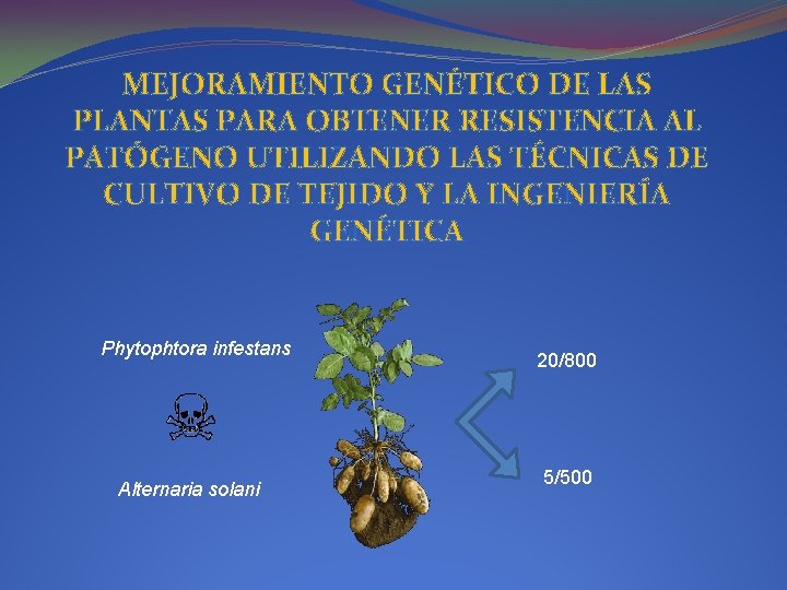 MEJORAMIENTO GENÉTICO DE LAS PLANTAS PARA OBTENER RESISTENCIA AL PATÓGENO UTILIZANDO LAS TÉCNICAS DE