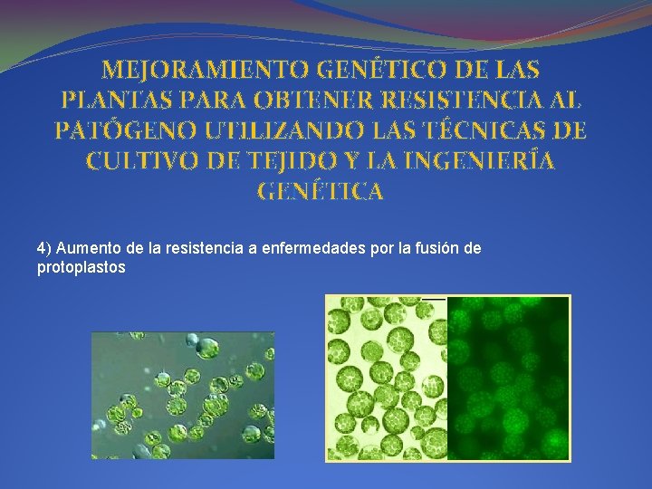 MEJORAMIENTO GENÉTICO DE LAS PLANTAS PARA OBTENER RESISTENCIA AL PATÓGENO UTILIZANDO LAS TÉCNICAS DE