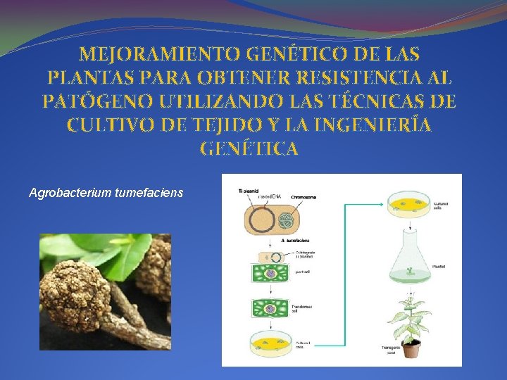 MEJORAMIENTO GENÉTICO DE LAS PLANTAS PARA OBTENER RESISTENCIA AL PATÓGENO UTILIZANDO LAS TÉCNICAS DE