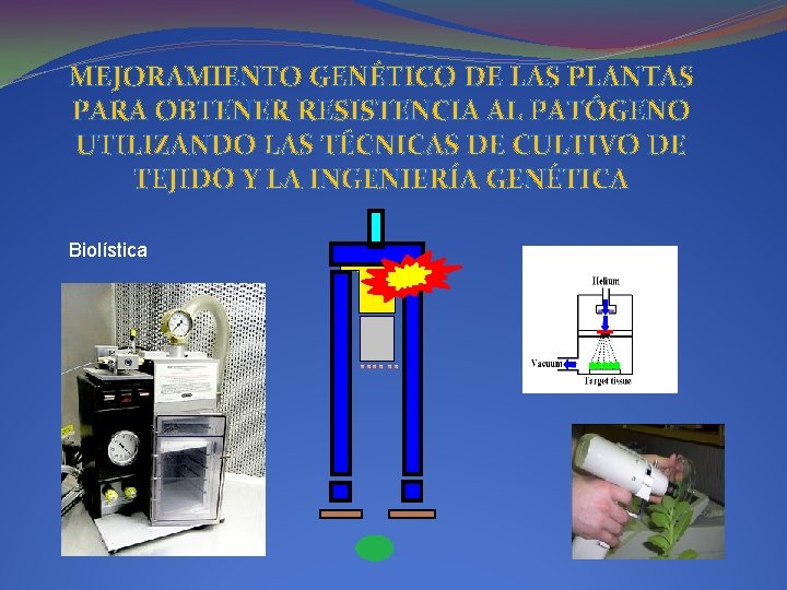 MEJORAMIENTO GENÉTICO DE LAS PLANTAS PARA OBTENER RESISTENCIA AL PATÓGENO UTILIZANDO LAS TÉCNICAS DE