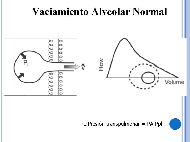 Vaciamiento Alveolar Normal PL: Presión transpulmonar = PA-Ppl 