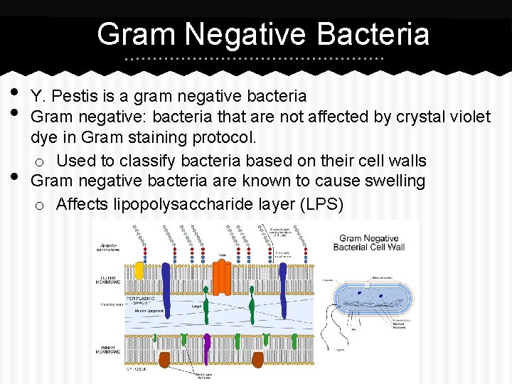 Gram Negative Bacteria • • • Y. Pestis is a gram negative bacteria Gram