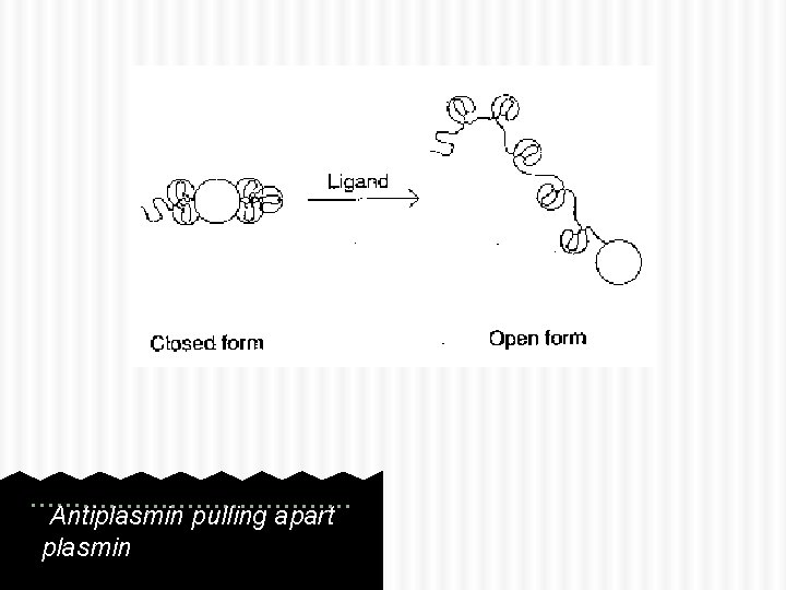 Antiplasmin pulling apart plasmin 