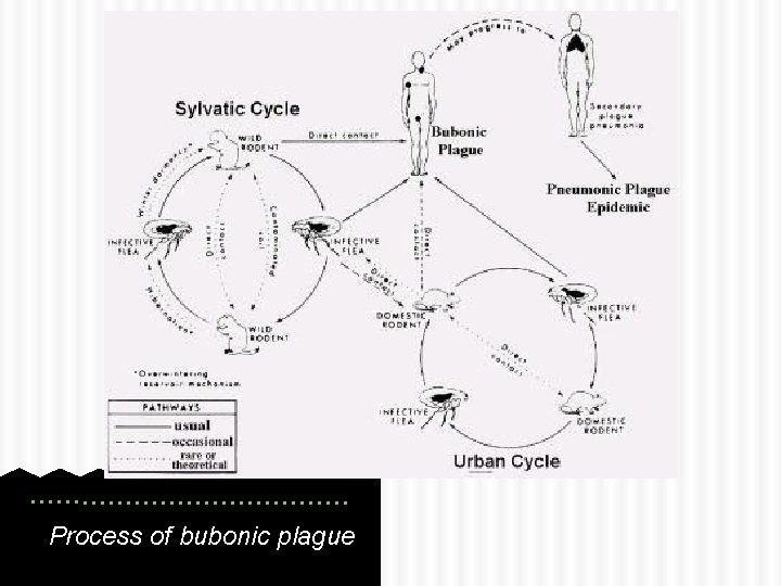 Process of bubonic plague 
