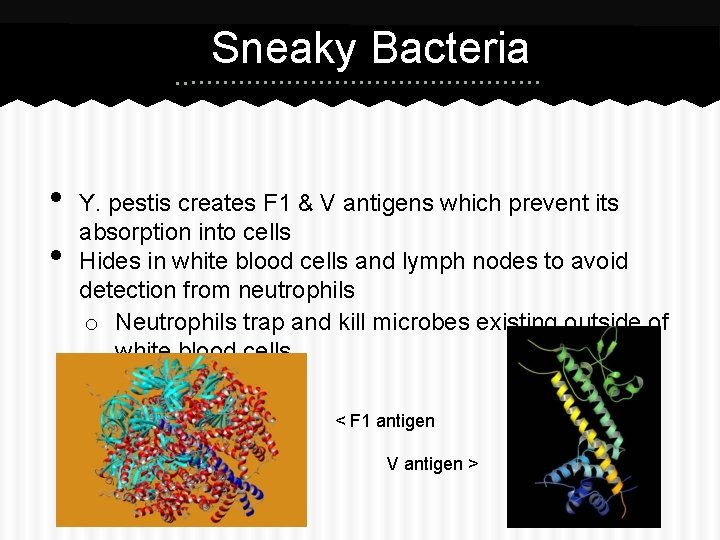 Sneaky Bacteria • • Y. pestis creates F 1 & V antigens which prevent