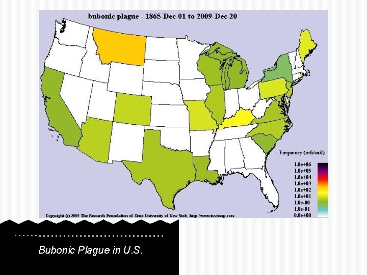 Bubonic Plague in U. S. 