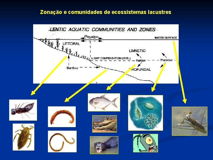 Zonação e comunidades de ecossistemas lacustres 