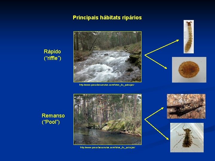 Principais hábitats ripários Rápido (“riffle”) http: //www. pasarlascanutas. com/fotos_de_paisajes/ Remanso (“Pool”) http: //www. pasarlascanutas.