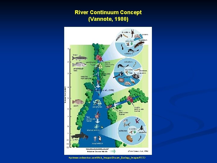 River Continuum Concept (Vannote, 1980) ttp: //www. oxbowriver. com/Web_Images/Stream_Ecology_Images/RCC/ 