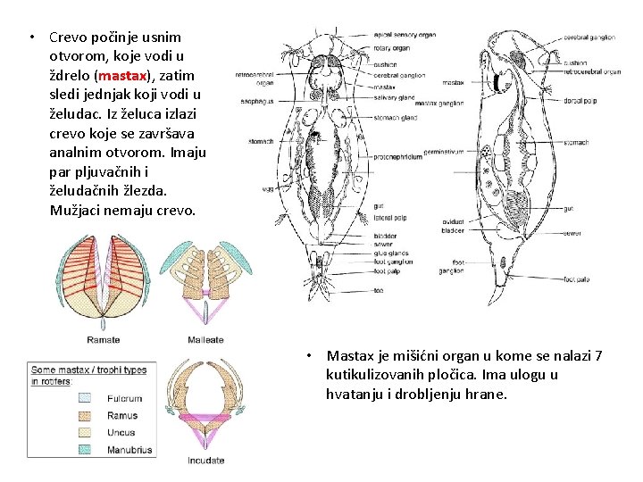  • Crevo počinje usnim otvorom, koje vodi u ždrelo (mastax), zatim sledi jednjak