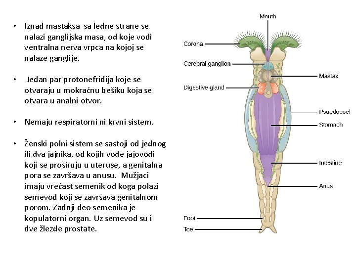  • Iznad mastaksa sa leđne strane se nalazi ganglijska masa, od koje vodi