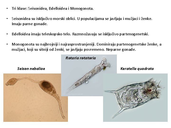  • Tri klase: Seisonidea, Bdelloidea i Monogonota. • Seisonidea su isključivo morski oblici.