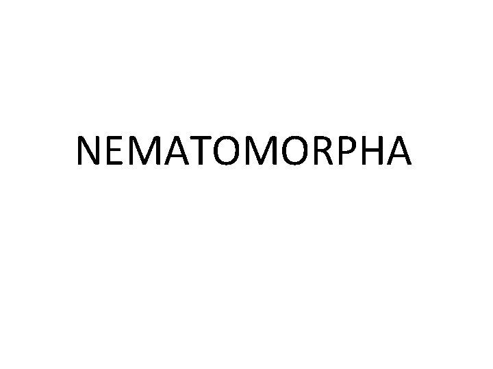 NEMATOMORPHA 