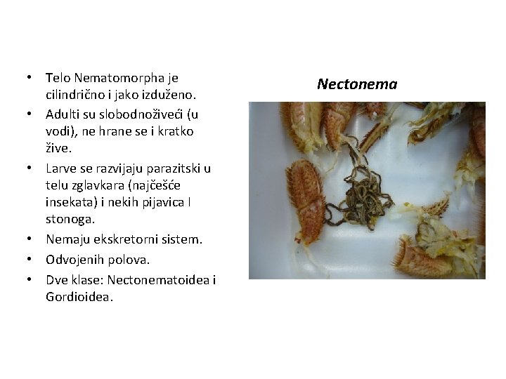  • Telo Nematomorpha je cilindrično i jako izduženo. • Adulti su slobodnoživeći (u