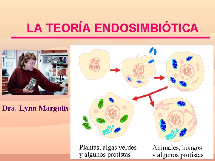 LA TEORÍA ENDOSIMBIÓTICA Dra. Lynn Margulis 