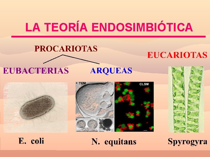 LA TEORÍA ENDOSIMBIÓTICA 