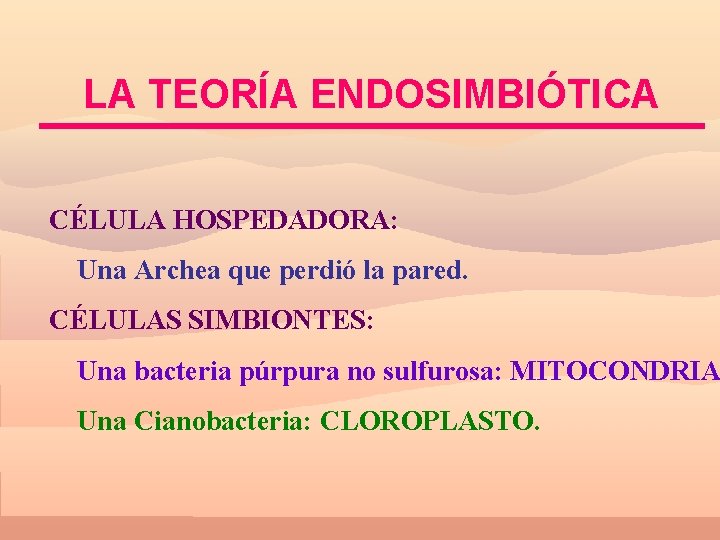 LA TEORÍA ENDOSIMBIÓTICA CÉLULA HOSPEDADORA: Una Archea que perdió la pared. CÉLULAS SIMBIONTES: Una