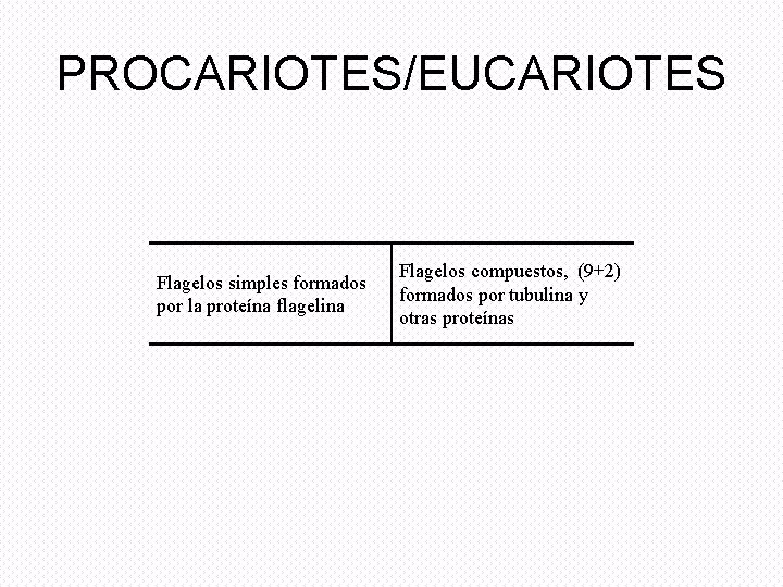PROCARIOTES/EUCARIOTES Flagelos simples formados por la proteína flagelina Flagelos compuestos, (9+2) formados por tubulina