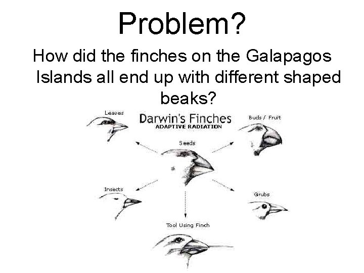 Problem? How did the finches on the Galapagos Islands all end up with different