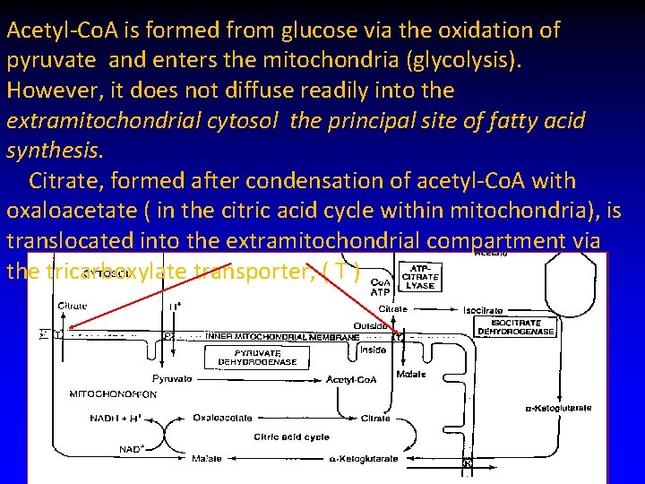 Acetyl-Co. A is formed from glucose via the oxidation of pyruvate and enters the