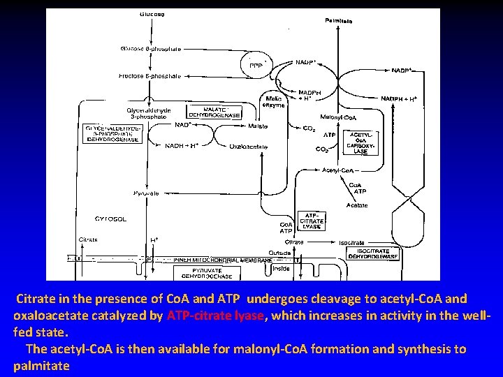  Citrate in the presence of Co. A and ATP undergoes cleavage to acetyl-Co.