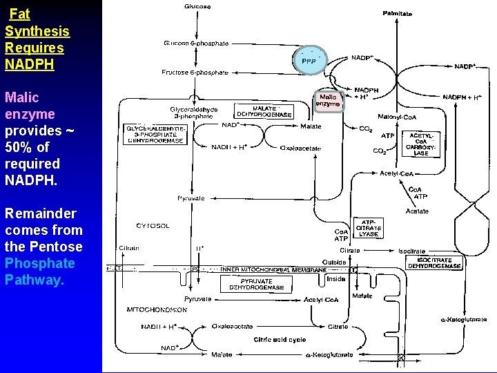 Fat Synthesis Requires NADPH Malic enzyme provides ~ 50% of required NADPH. Remainder comes