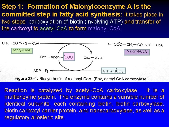 Step 1: Formation of Malonylcoenzyme A is the committed step in fatty acid synthesis: