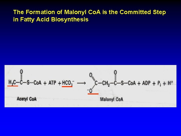The Formation of Malonyl Co. A is the Committed Step in Fatty Acid Biosynthesis