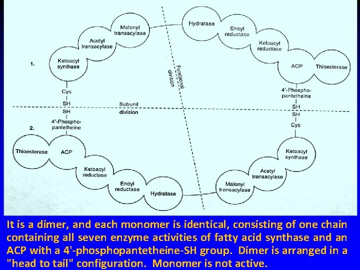 It is a dimer, and each monomer is identical, consisting of one chain containing