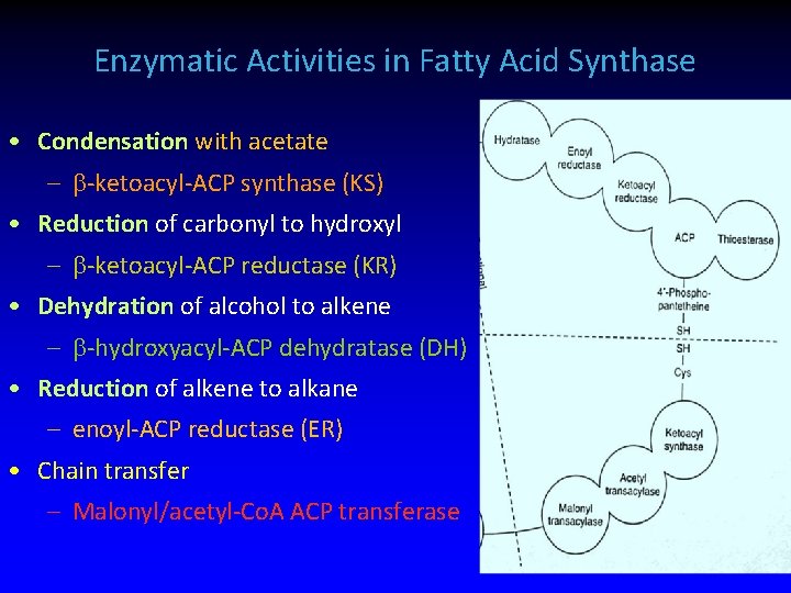 Enzymatic Activities in Fatty Acid Synthase • Condensation with acetate – -ketoacyl-ACP synthase (KS)