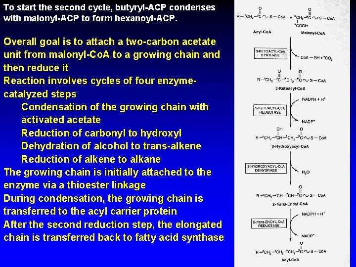 To start the second cycle, butyryl-ACP condenses with malonyl-ACP to form hexanoyl-ACP. Overall goal