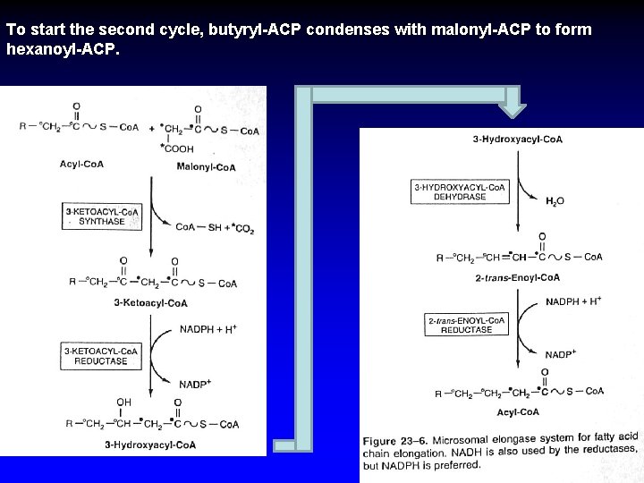 To start the second cycle, butyryl-ACP condenses with malonyl-ACP to form hexanoyl-ACP. 