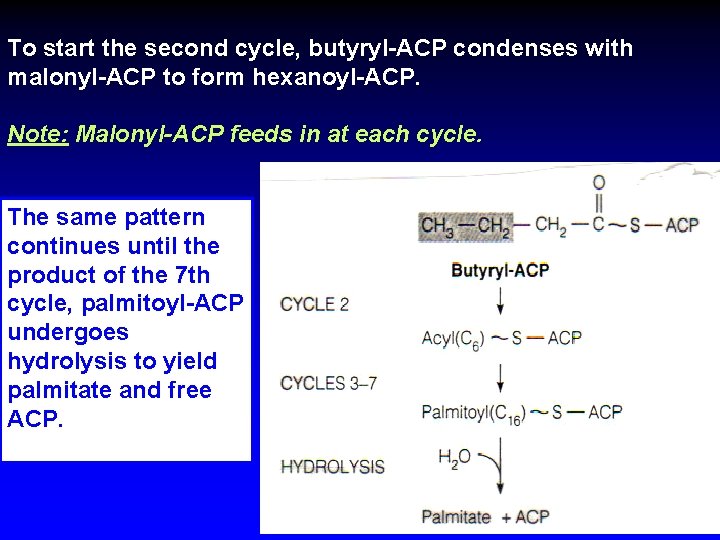 To start the second cycle, butyryl-ACP condenses with malonyl-ACP to form hexanoyl-ACP. Note: Malonyl-ACP