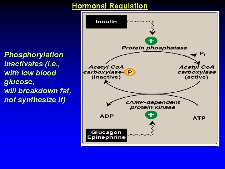 Hormonal Regulation Phosphorylation inactivates (i. e. , with low blood glucose, will breakdown fat,