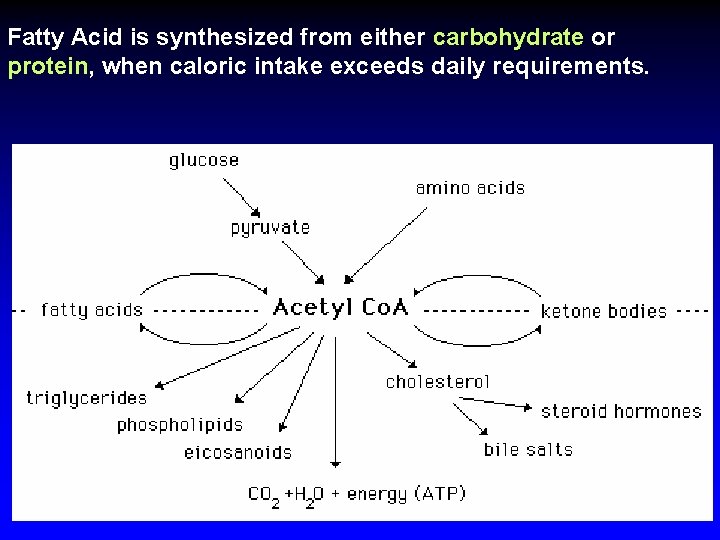 Fatty Acid is synthesized from either carbohydrate or protein, when caloric intake exceeds daily