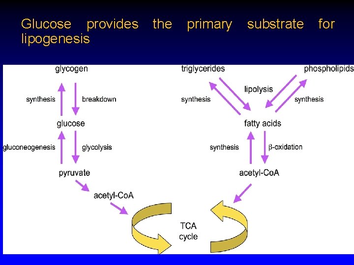 Glucose provides the primary substrate for lipogenesis 