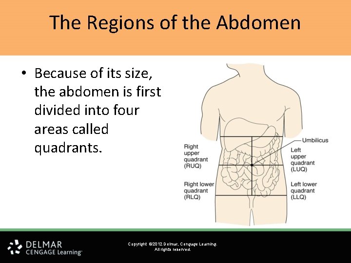 The Regions of the Abdomen • Because of its size, the abdomen is first The Regions of the Abdomen • Because of its size, the abdomen is first