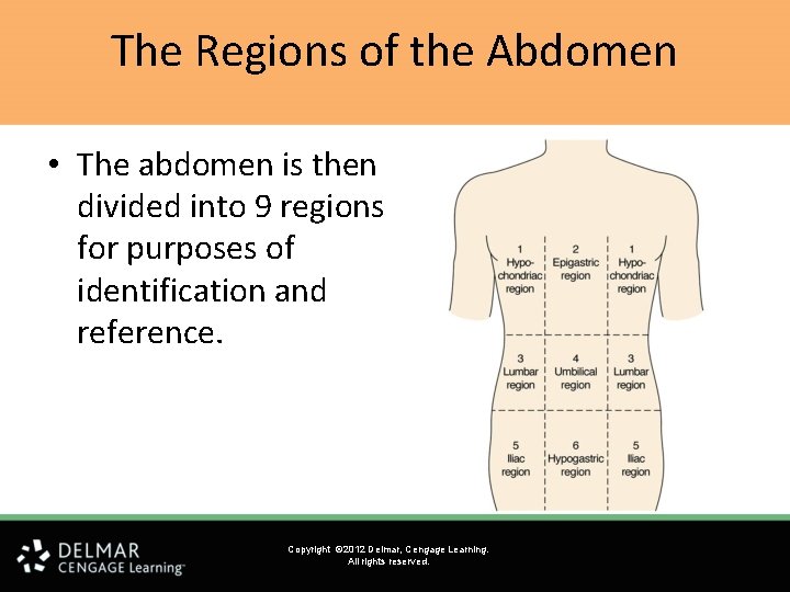The Regions of the Abdomen • The abdomen is then divided into 9 regions The Regions of the Abdomen • The abdomen is then divided into 9 regions