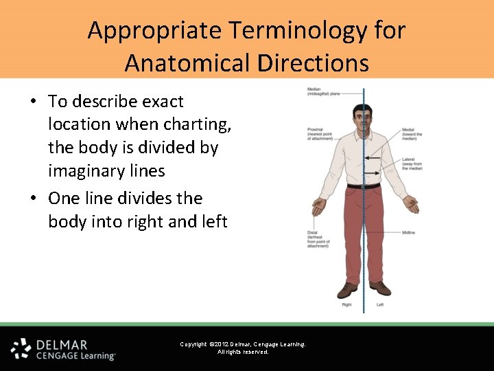 Appropriate Terminology for Anatomical Directions • To describe exact location when charting, the body Appropriate Terminology for Anatomical Directions • To describe exact location when charting, the body