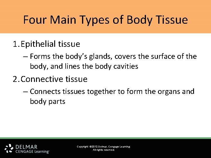 Four Main Types of Body Tissue 1. Epithelial tissue – Forms the body’s glands, Four Main Types of Body Tissue 1. Epithelial tissue – Forms the body’s glands,