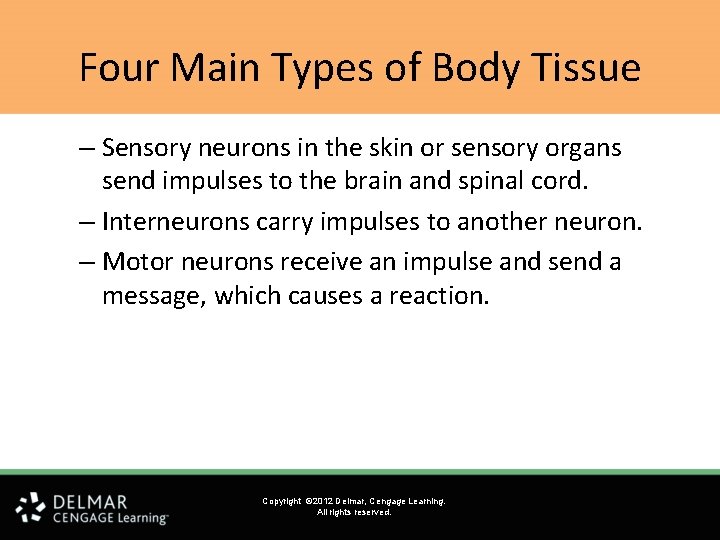 Four Main Types of Body Tissue – Sensory neurons in the skin or sensory Four Main Types of Body Tissue – Sensory neurons in the skin or sensory