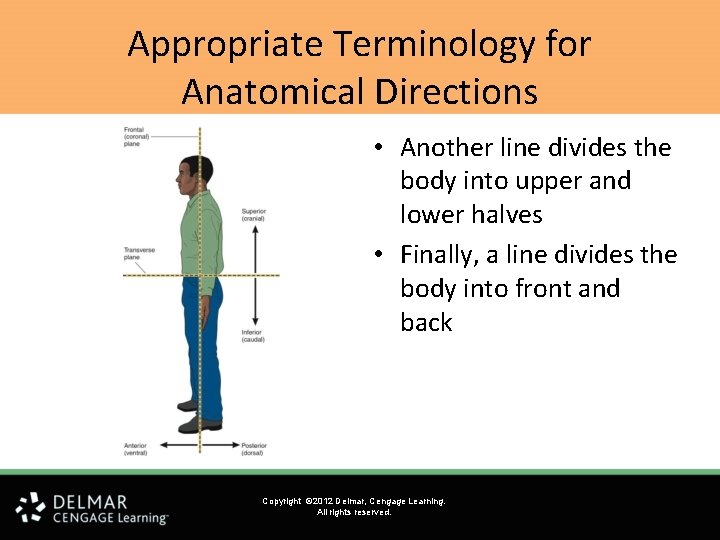 Appropriate Terminology for Anatomical Directions • Another line divides the body into upper and Appropriate Terminology for Anatomical Directions • Another line divides the body into upper and